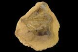 Cretaceous Fossil Leaf in Sandstone - Kansas #143485-1